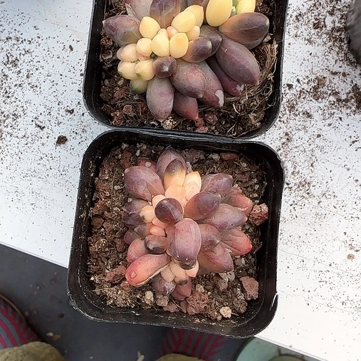 芳*青蛙王子儿童牙膏111