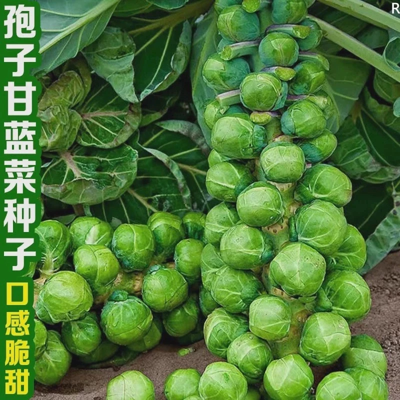 孢子甘蓝种子孢子甘蓝苗蔬菜种籽紫子持小包菜卷心菜包心菜孑菜种