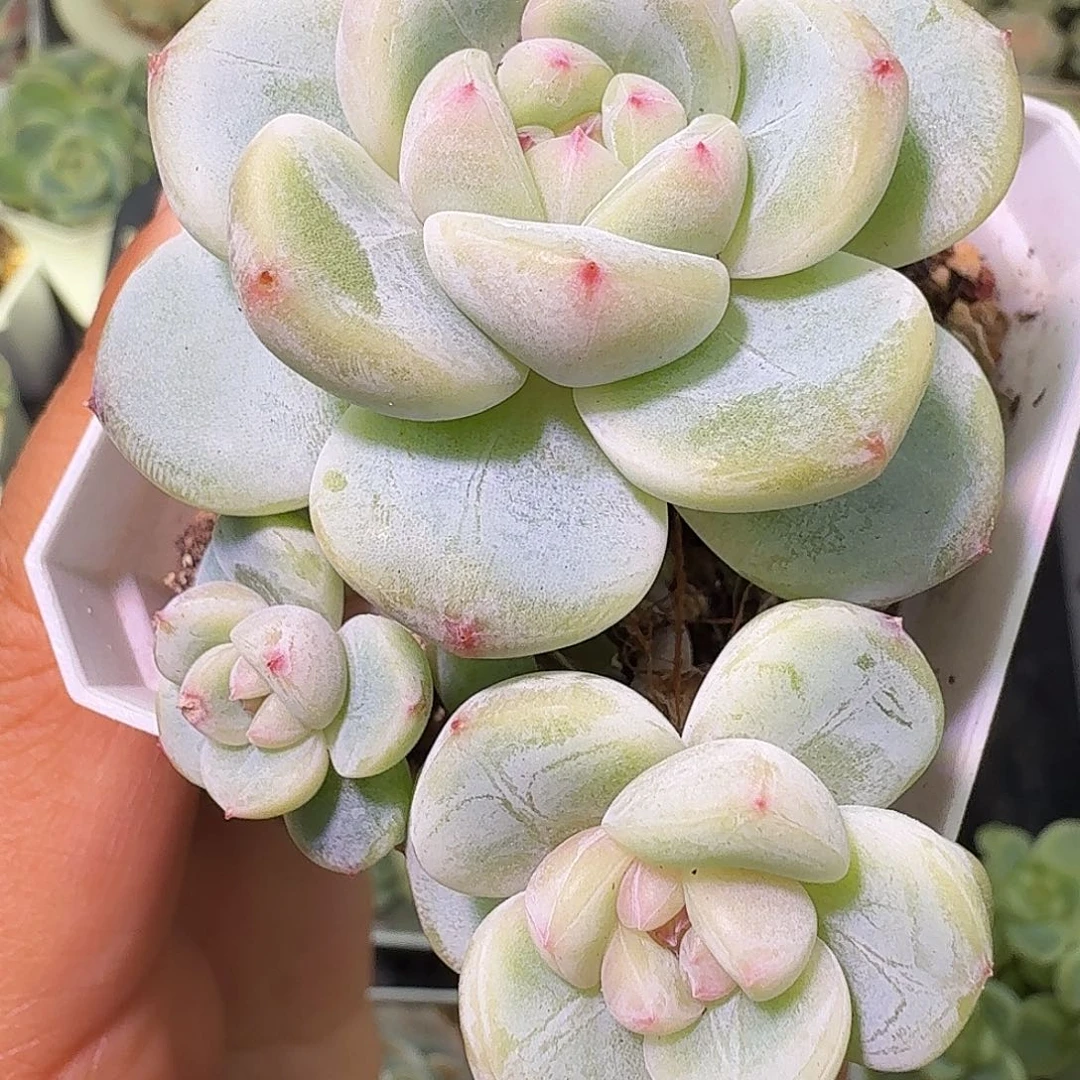 三头优选刚毅一物一拍