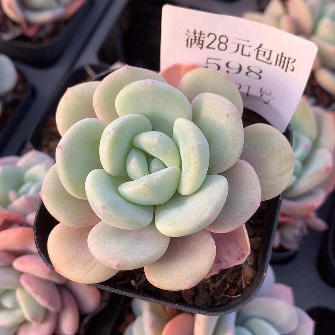 【闪购商品】云598号