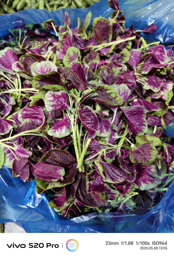 顺丰包邮3斤新鲜苋菜苔