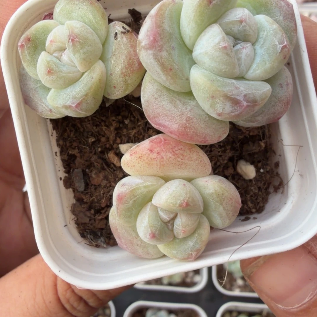 219 号到手一颗江北多肉