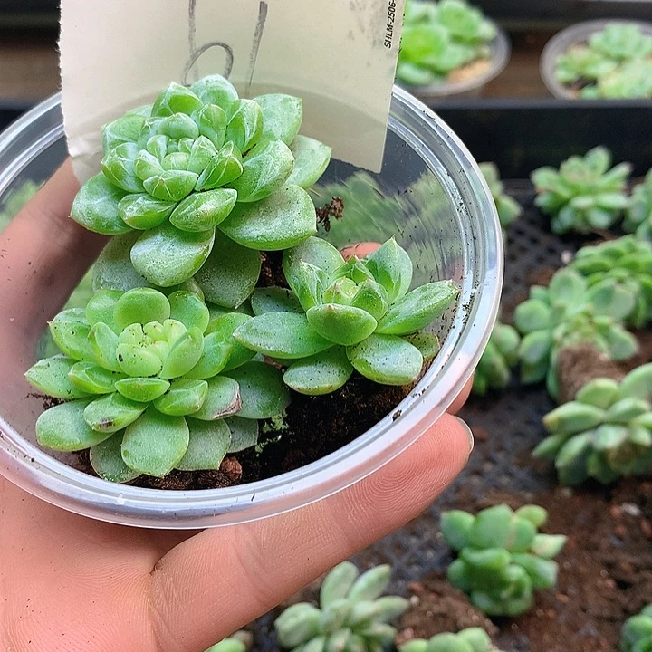 61珍妮多肉珍妮多肉