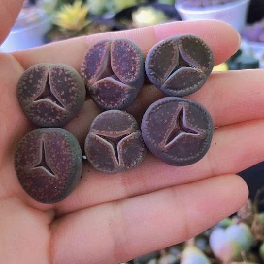 无花朵0895，6颗如图奔