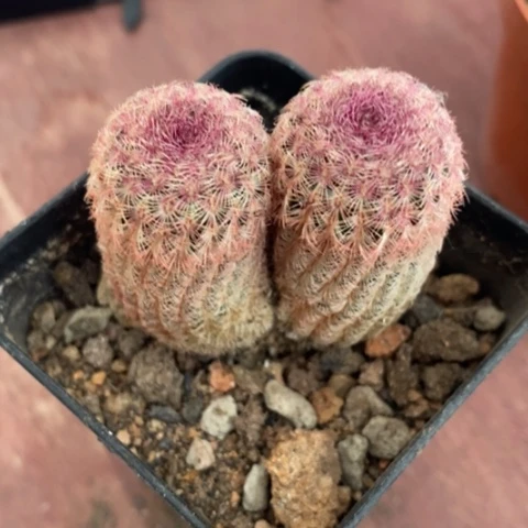 实生红太阳5仙人球