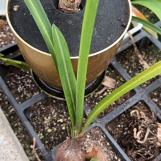 香山无根3.5/4厘米包对版不包养护