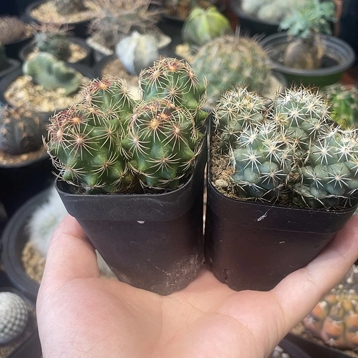 实生大同领，蓬莱宫