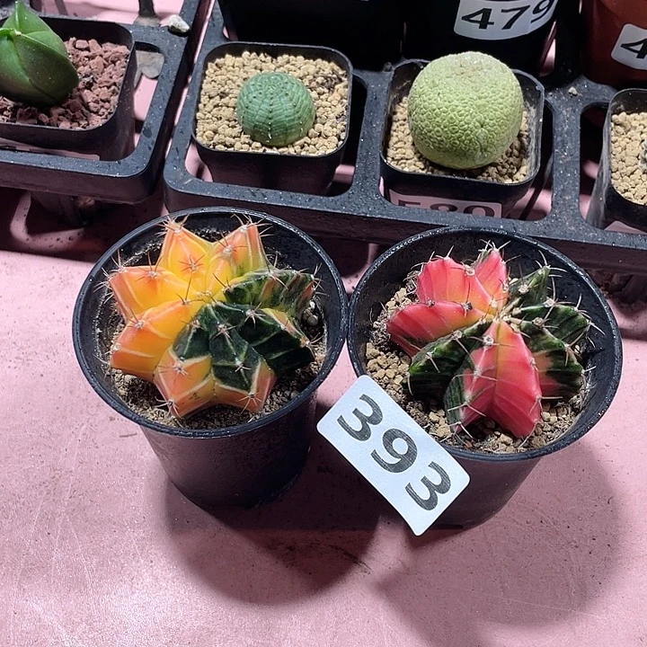 393米哈牡丹自然锦2颗