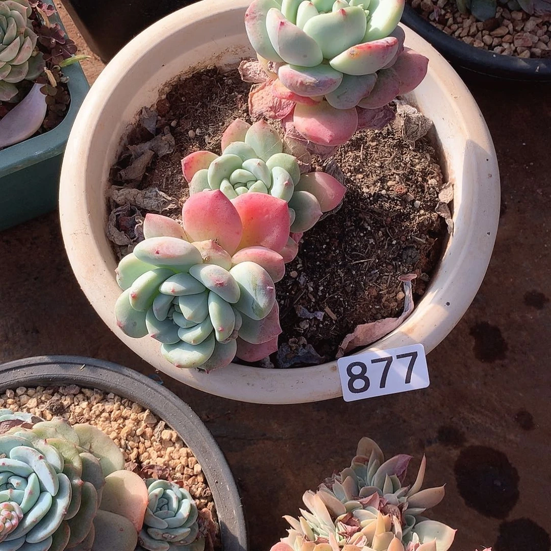 877望酥一物一拍多肉