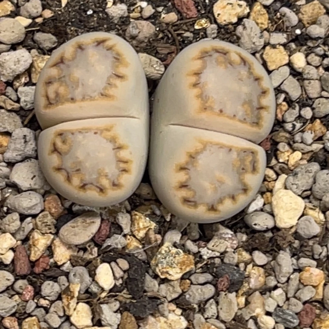 6146双头黄绿饼干