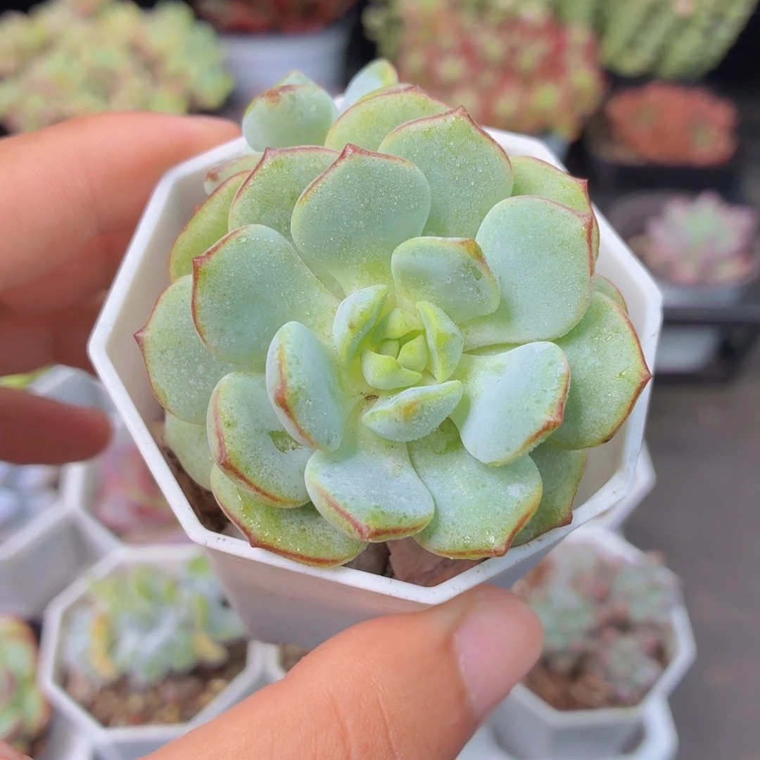 香草多肉9.9包邮发货