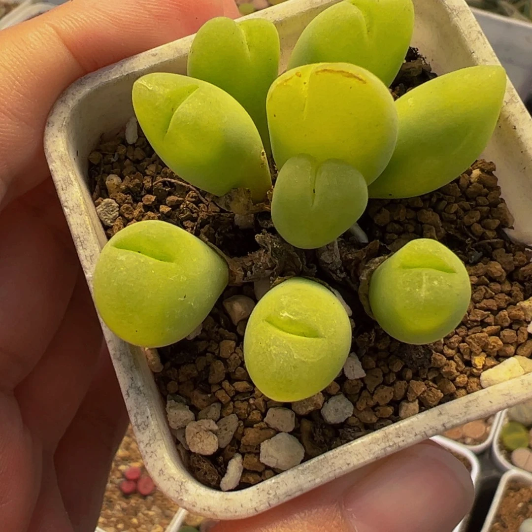 145多肉植物种类多样