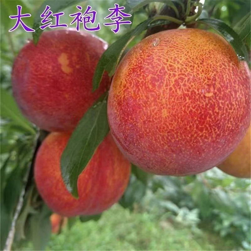 嫁接李子树苗西梅大红袍蜂糖李子苗南北方种植当年结果