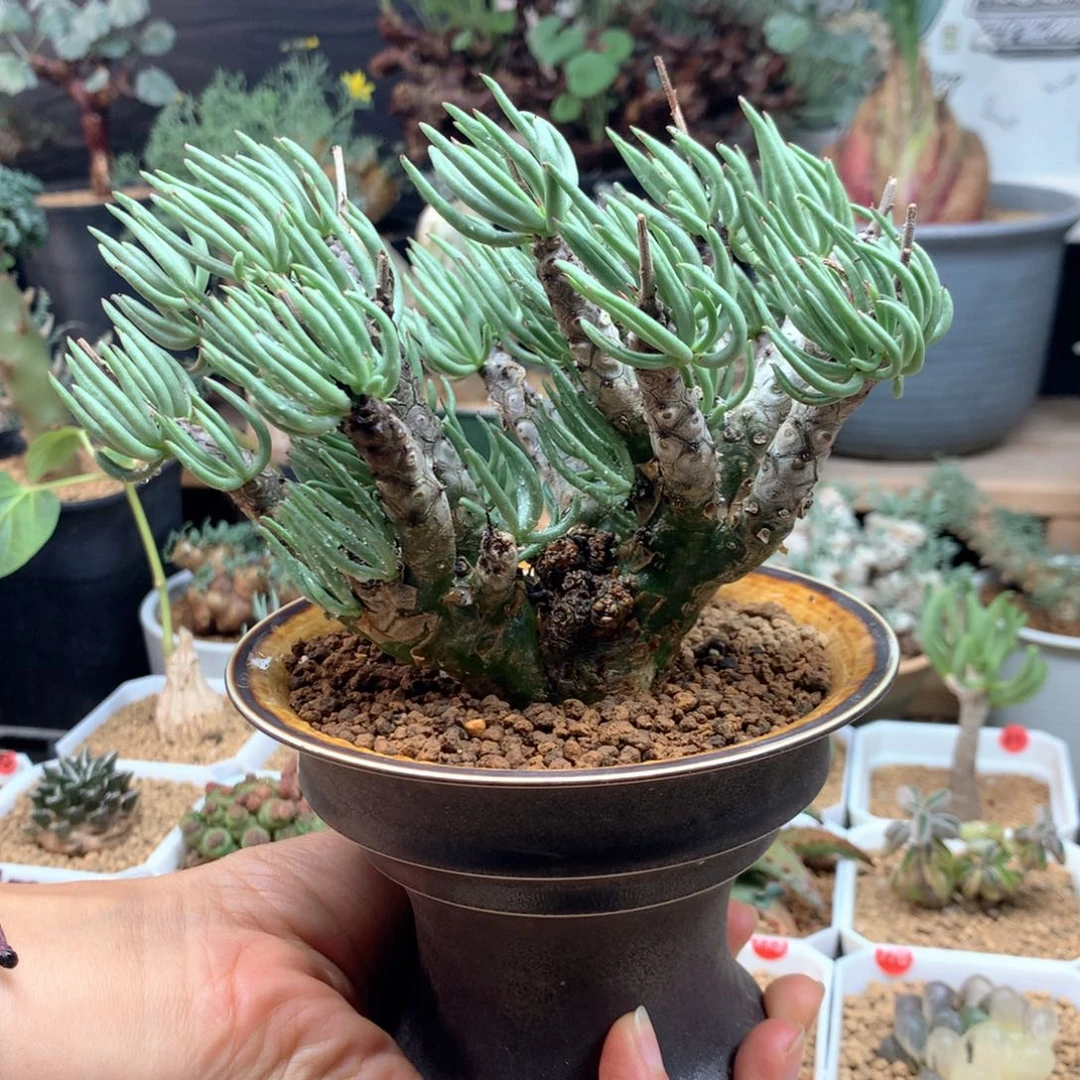 产地白象奇峰锦多肉脱土