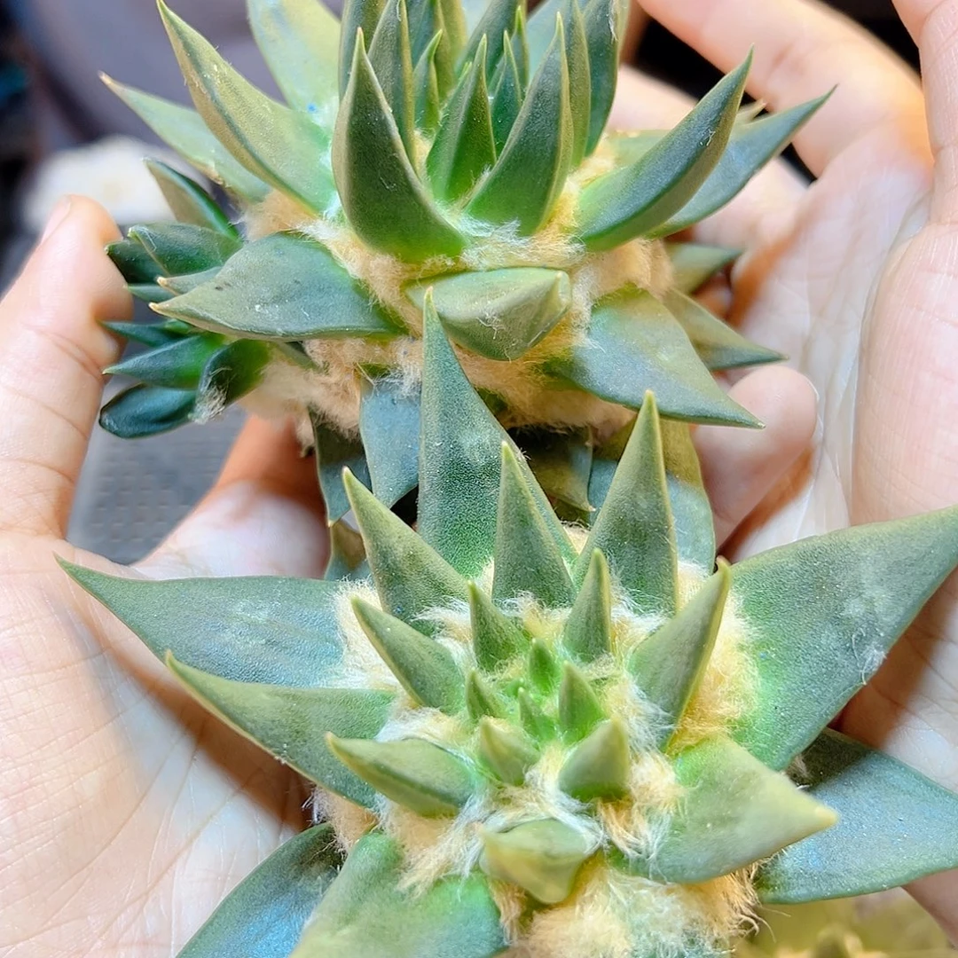 苗接细尤龙牙牡丹无根8公分1颗