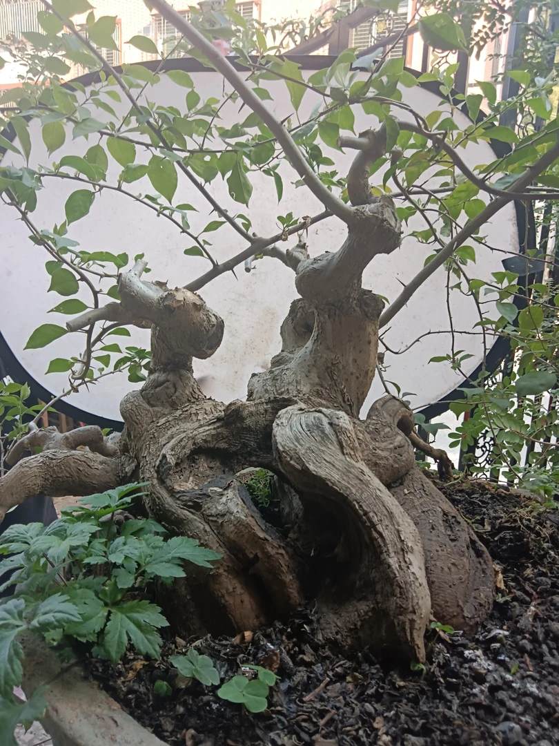 三角梅岭南桩精品盆景老桩