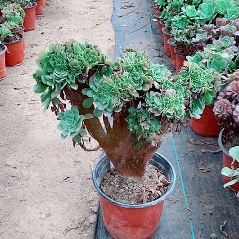 玫瑰缀多肉植物法师32号