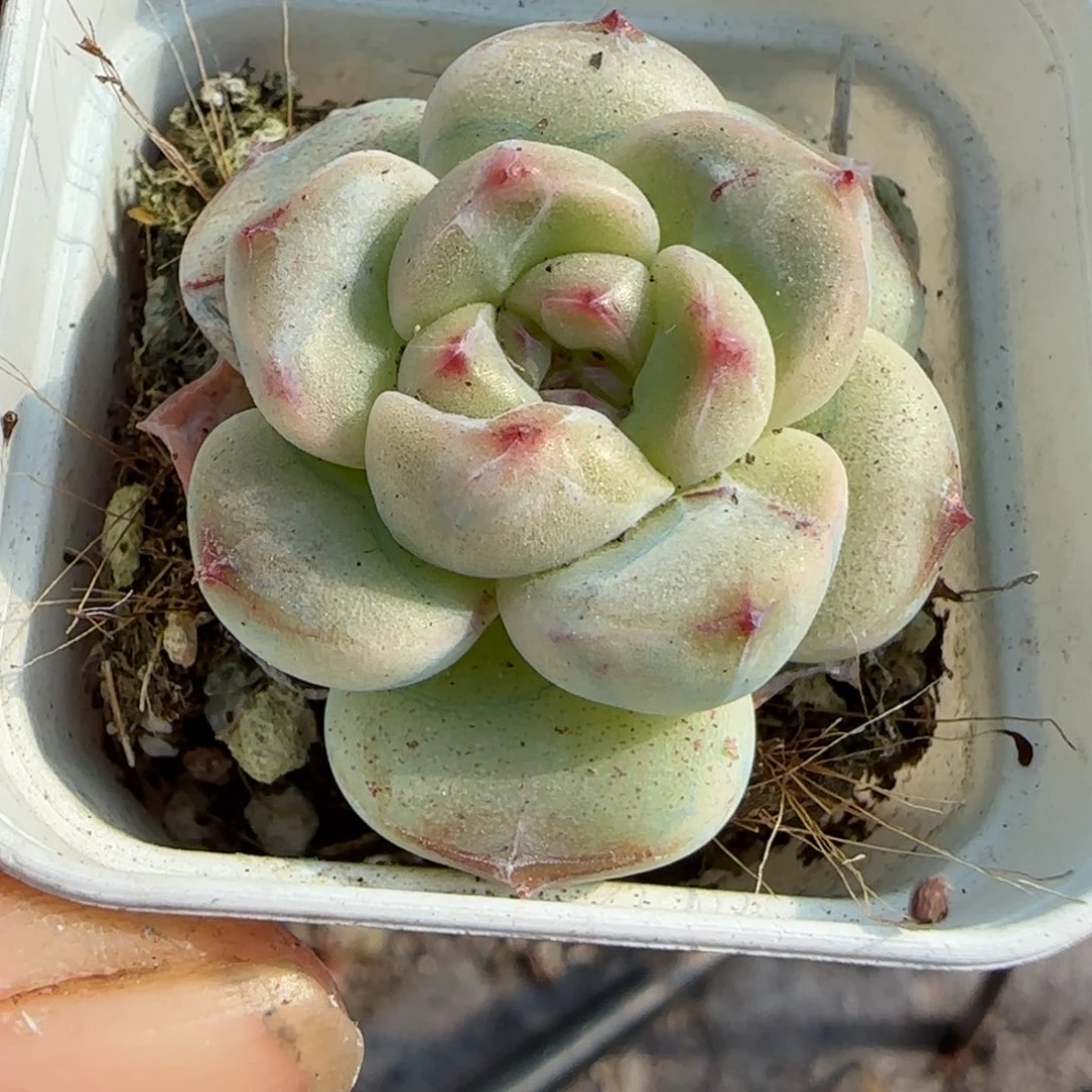 小卡拉米糖心一物一拍