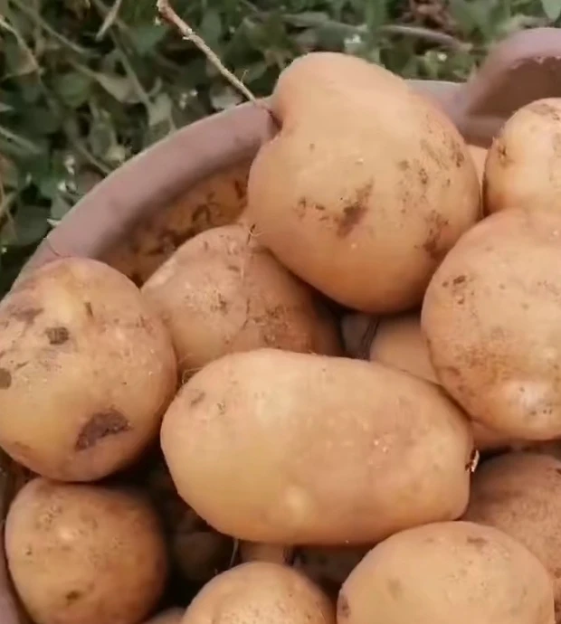 本地农家自种新洋芋