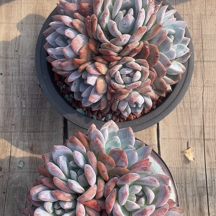 石榴子星影群生多肉