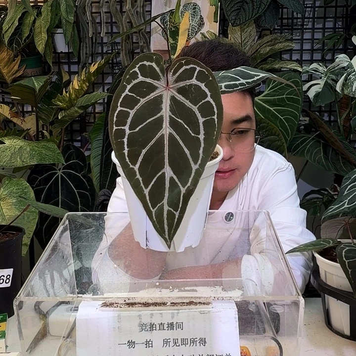 完全开放L68米歇尔杂红水晶