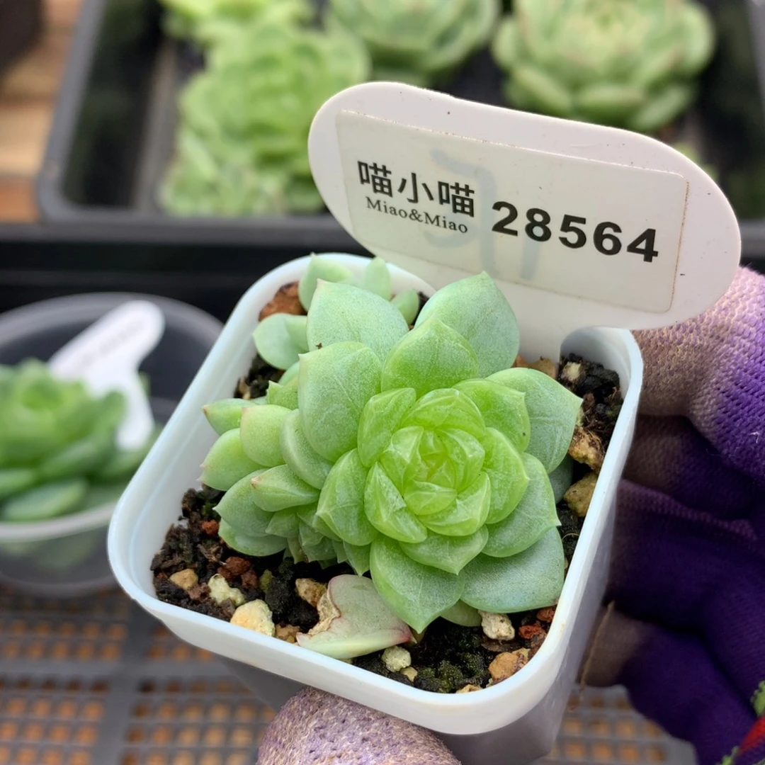 多肉植物杂交珍妮