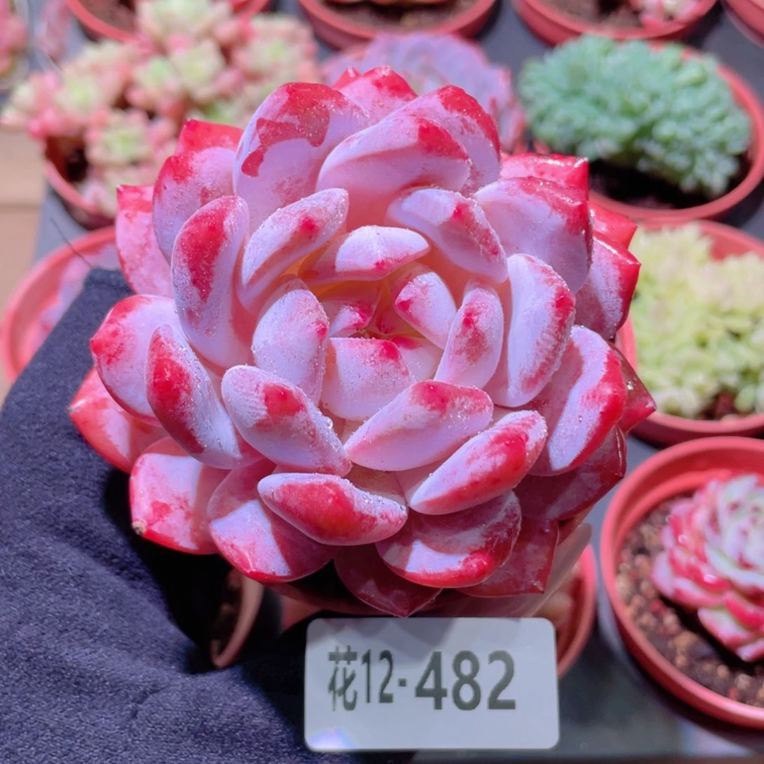 花利美12-482橙梦露