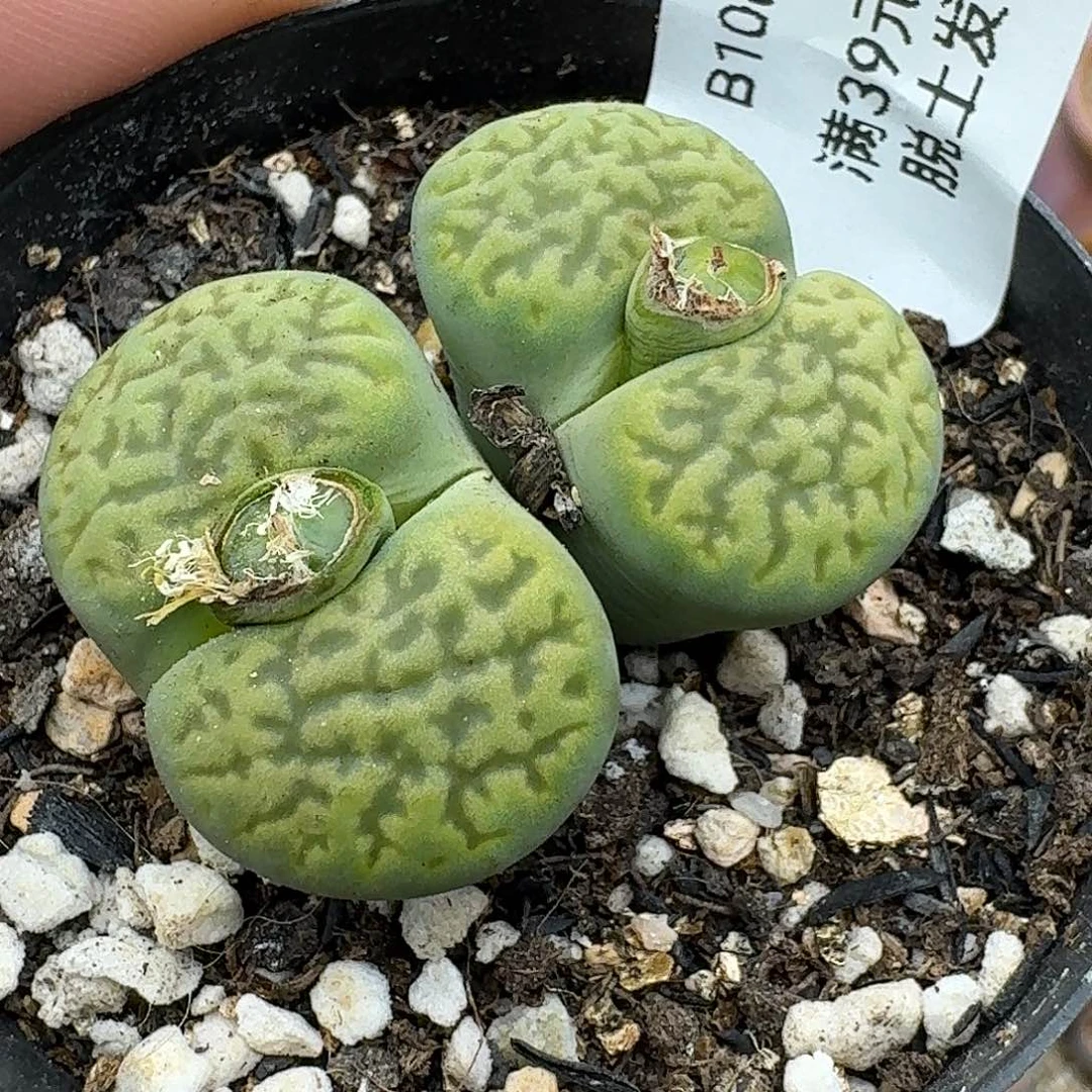 108多肉哈哈给哈哈哈哈