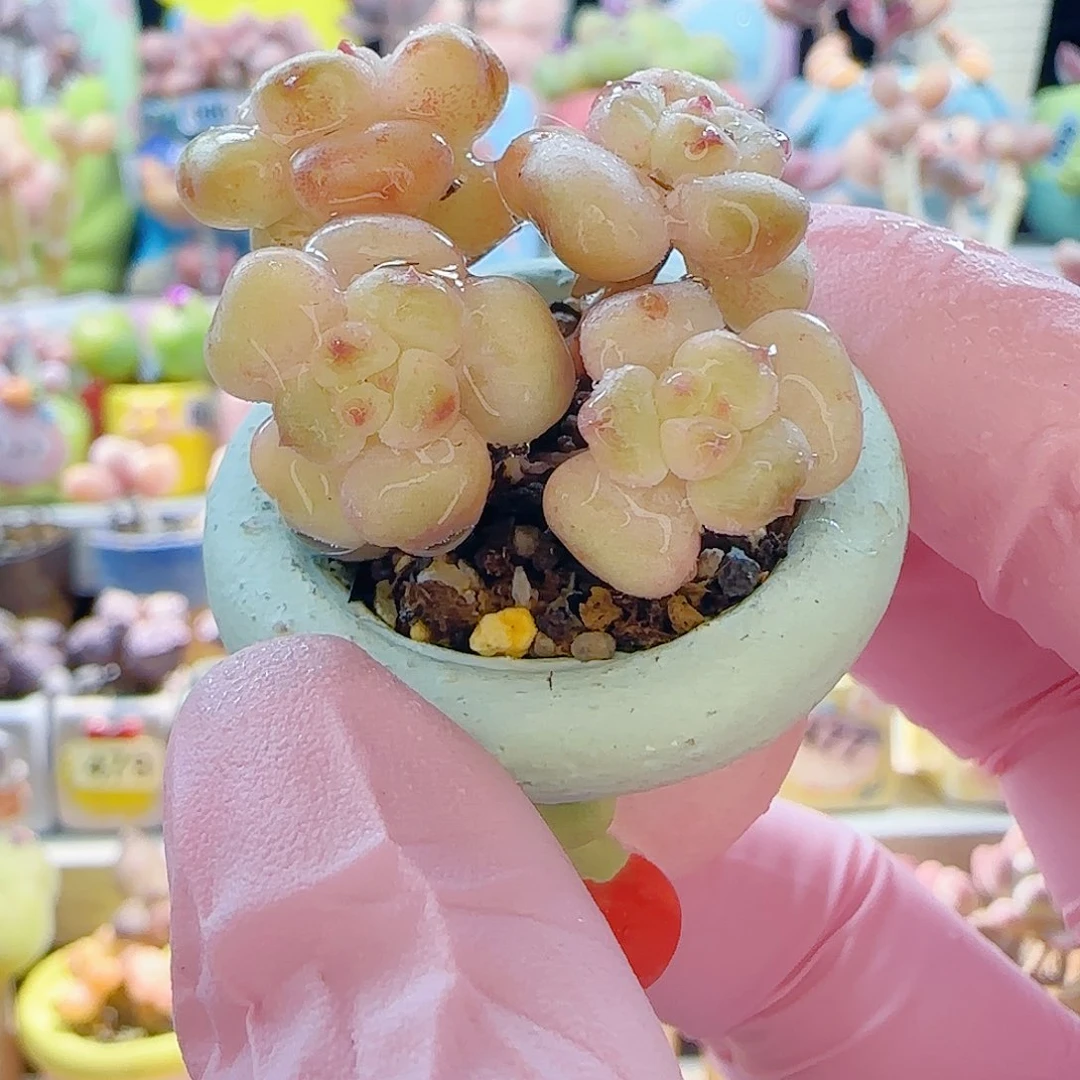 L 阳光玫瑰 盆口2.5cm