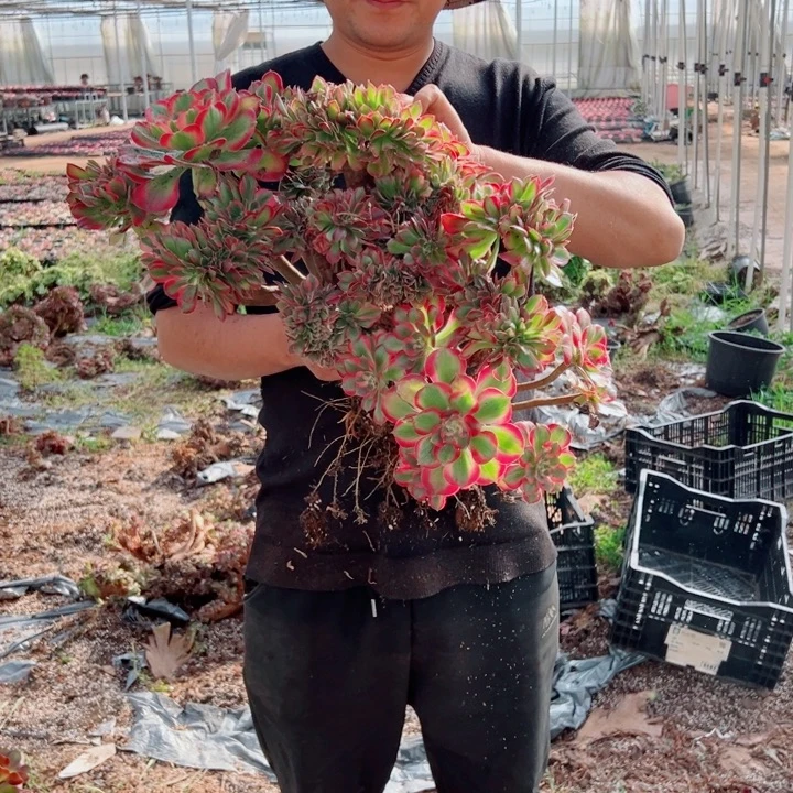 女郎醉话18号多肉法师