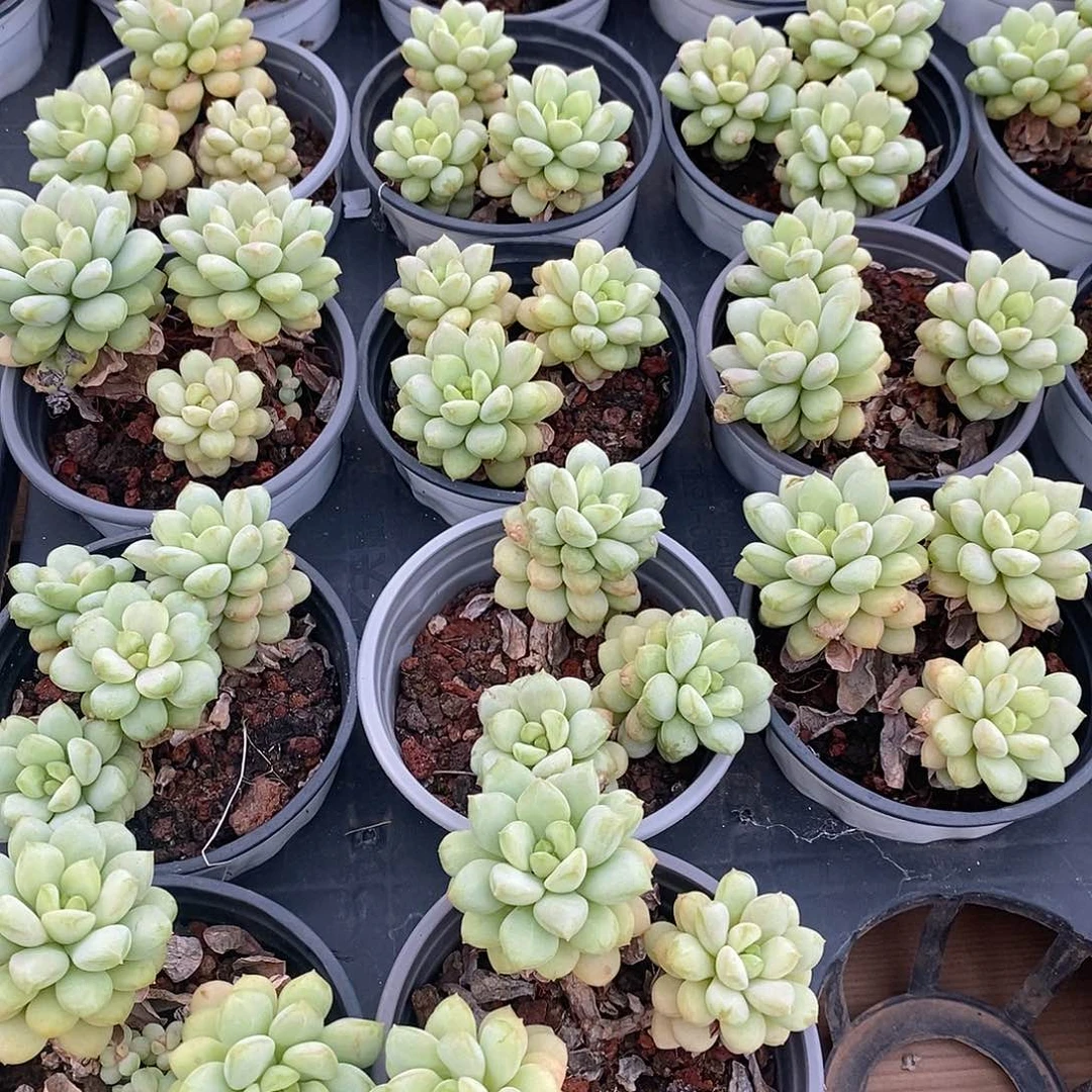 团阳光玫瑰，福利