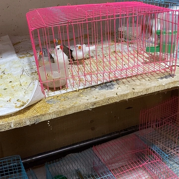 珍珠鸟社*楠白加灰珍珠