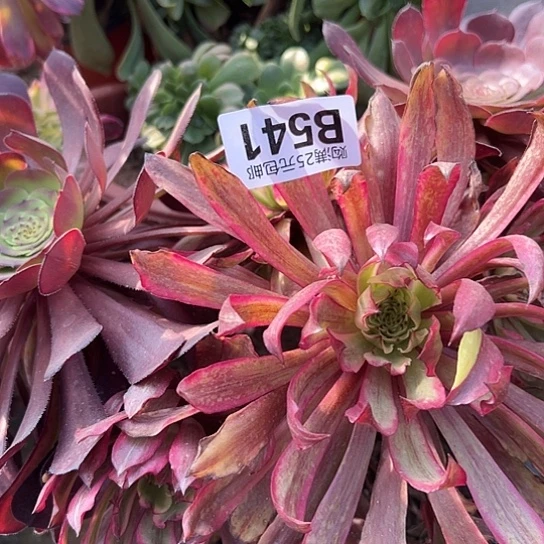 ?多肉植物一个法师