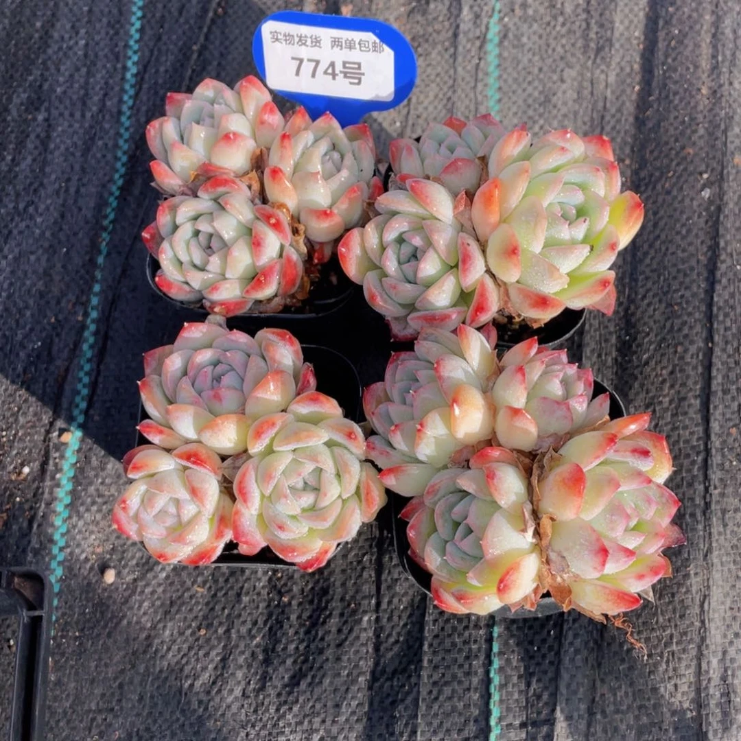 774号莎莎女王多头群两个