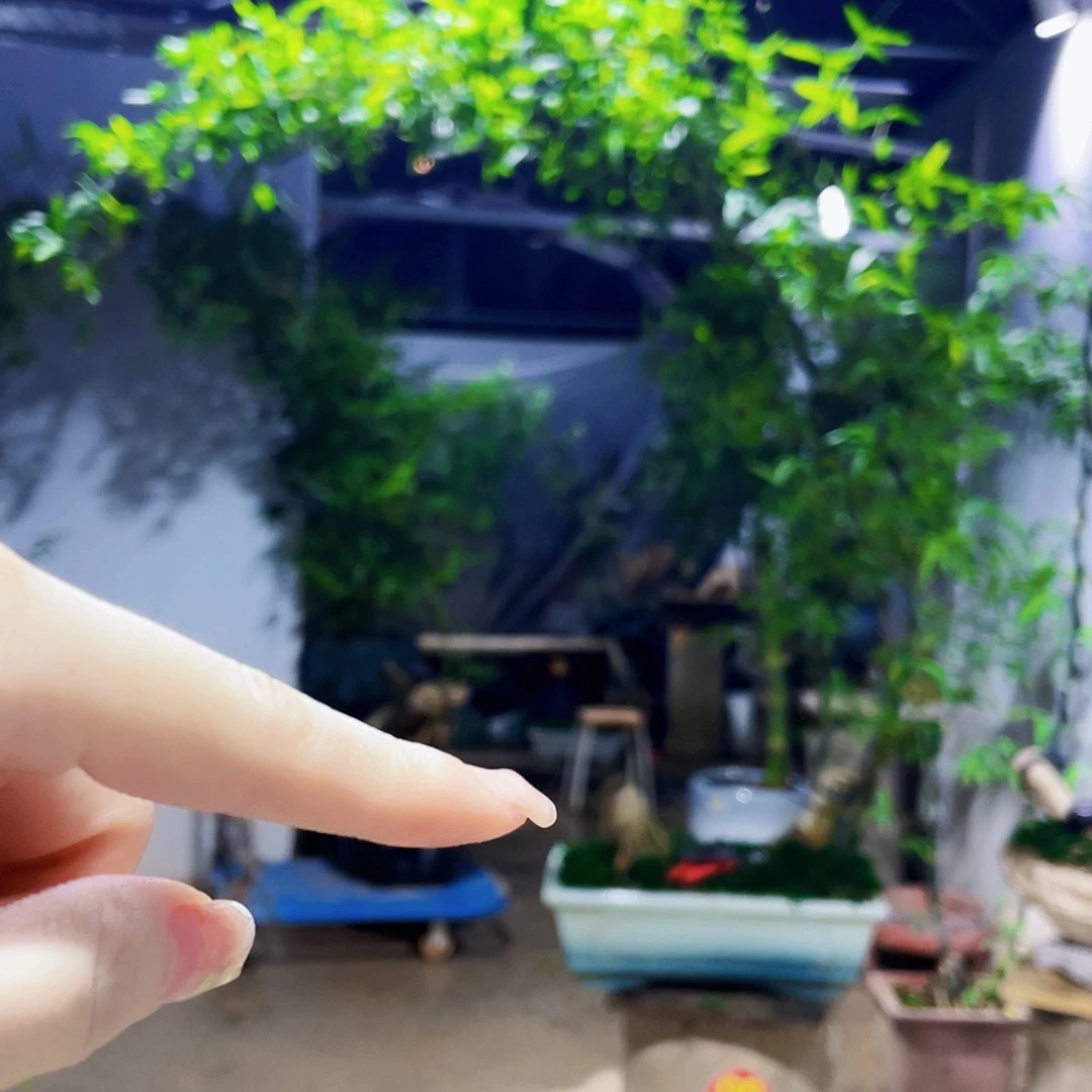 无花朵李*小叶簕竹熟桩陶瓷盆一物一拍