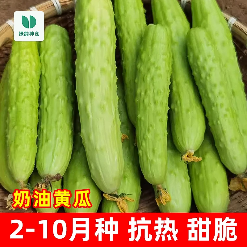 【正品包邮】黄瓜种子奶油黄瓜种子水果高产黄瓜本地家庭白黄瓜蔬菜