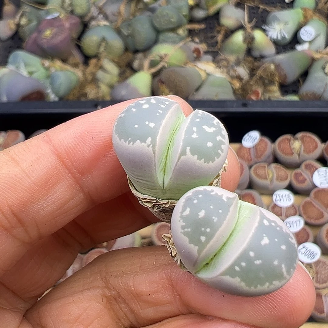 3132有伤生石花美菊福利炸