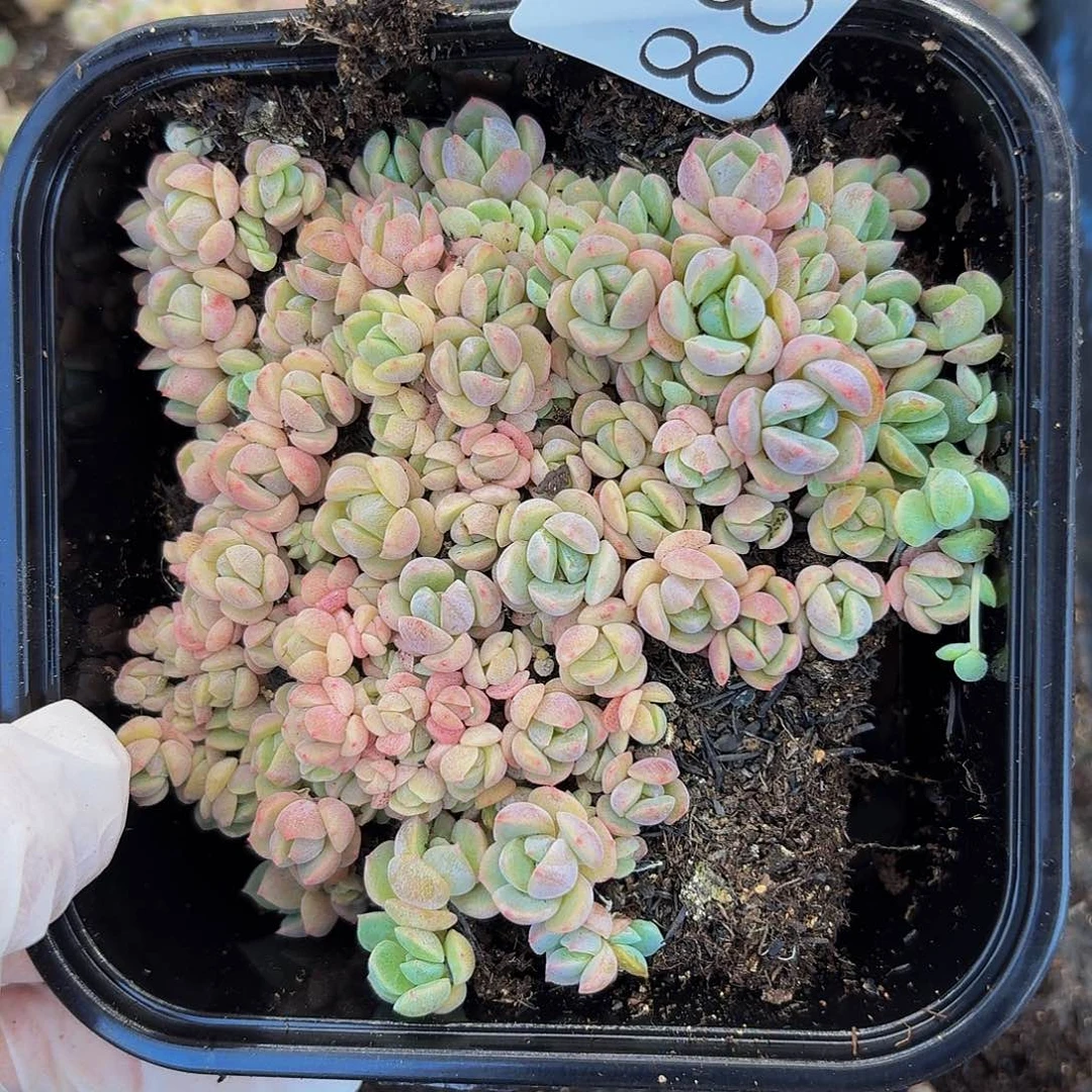 多肉植物多肉植物889