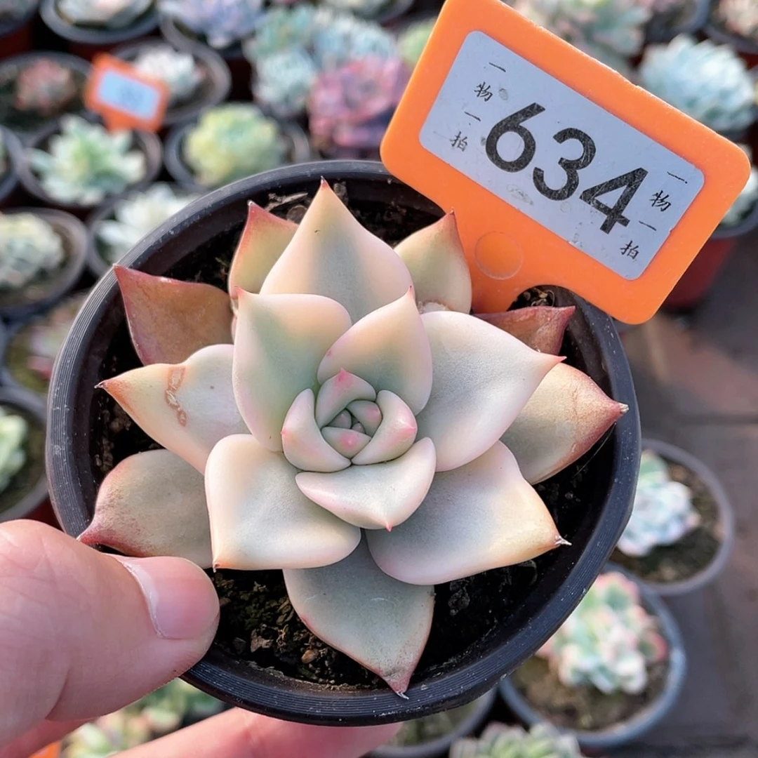 【闪购商品】634微瑕福利