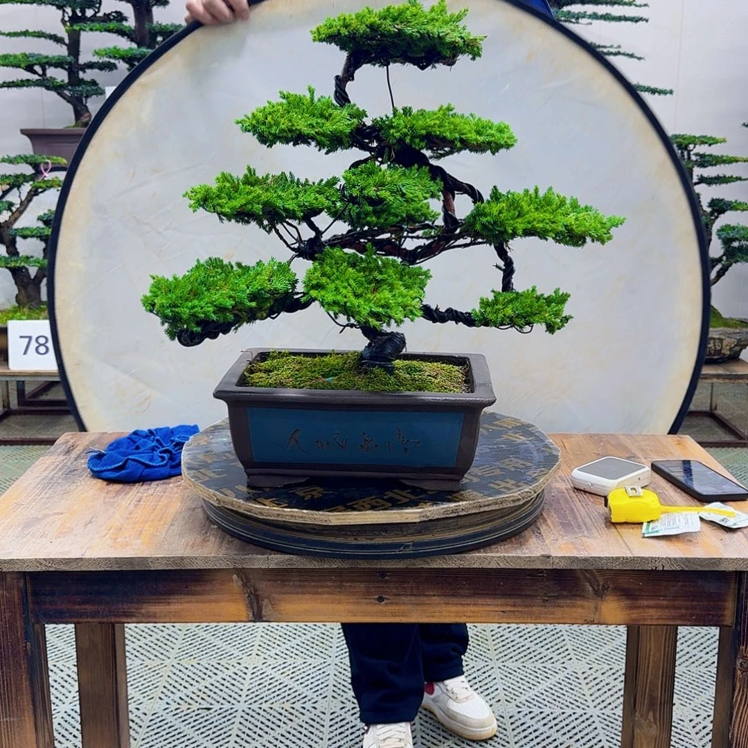 无花朵柏树造型盆景