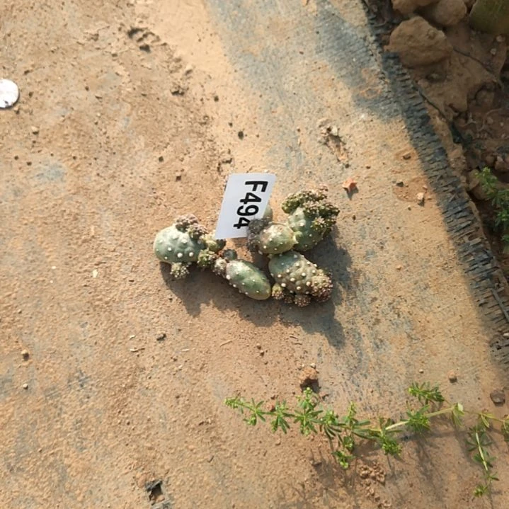 幽****.习志野5个494