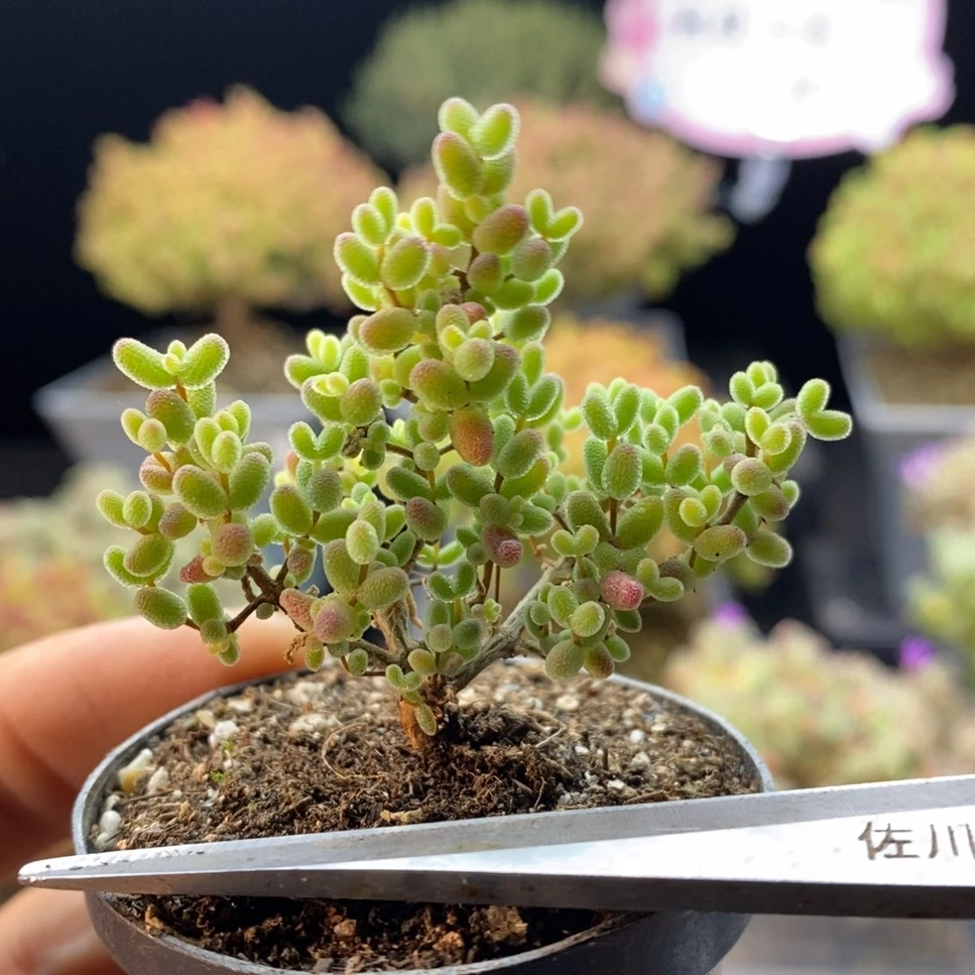 409蜜橘糖球.
