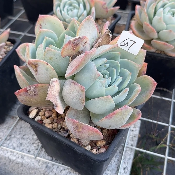 小****?607凤橙脱土发货不退不换