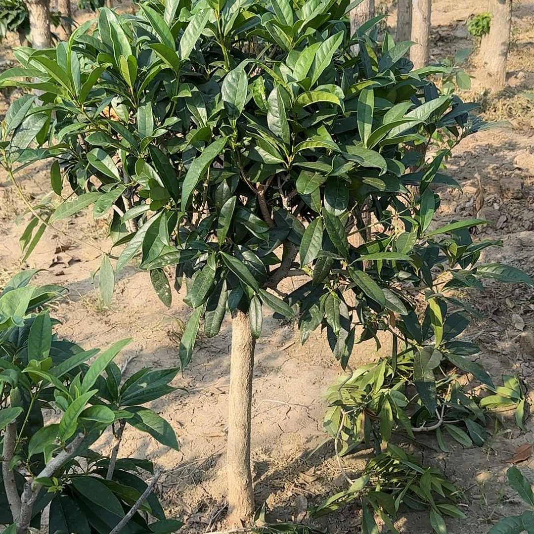 无花朵论**山桂花。四季桂系列