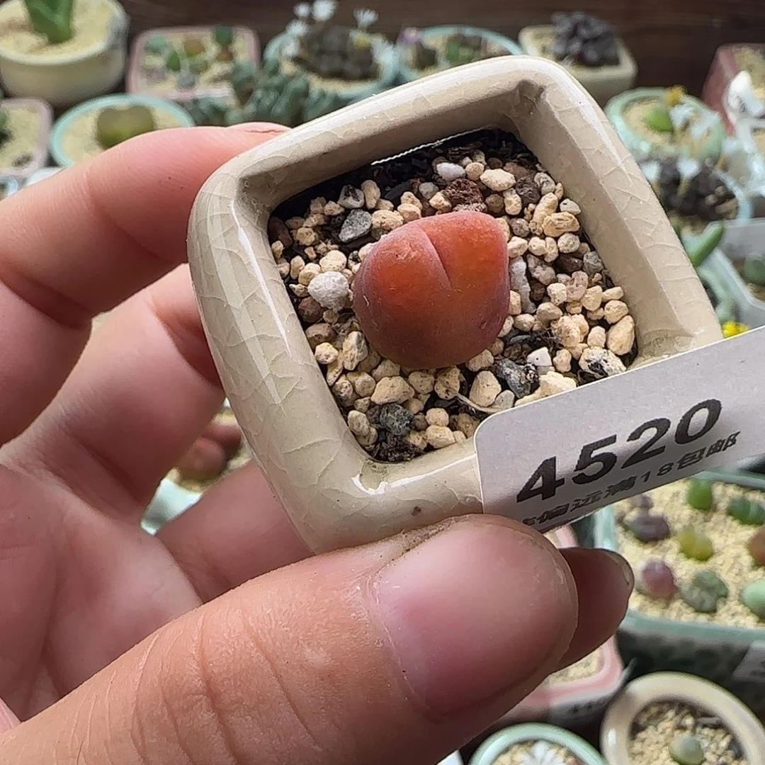 4520--一物一拍 带盆 水蜜桃1430.5