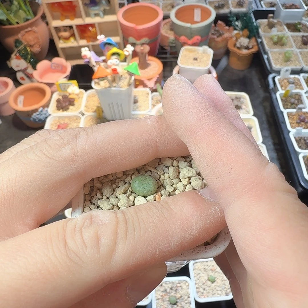 阿**dy15 阿盟 毛dg