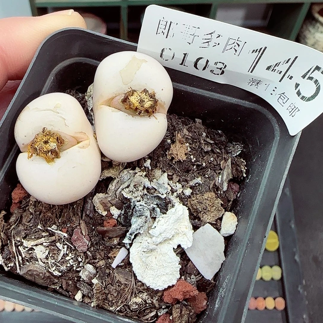 满满18包邮0103-145