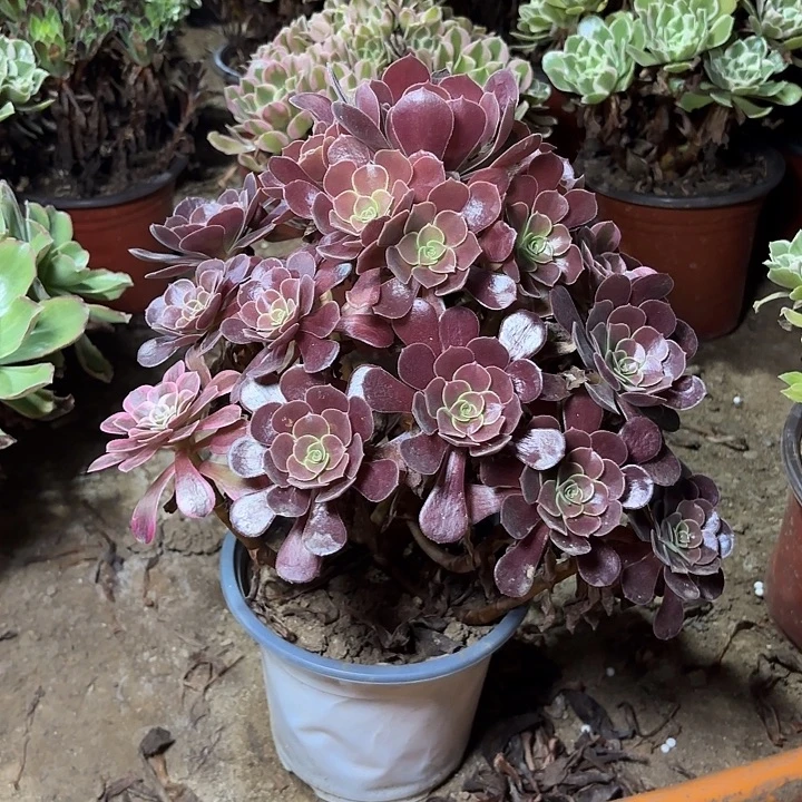 多肉植物美杜莎变异28