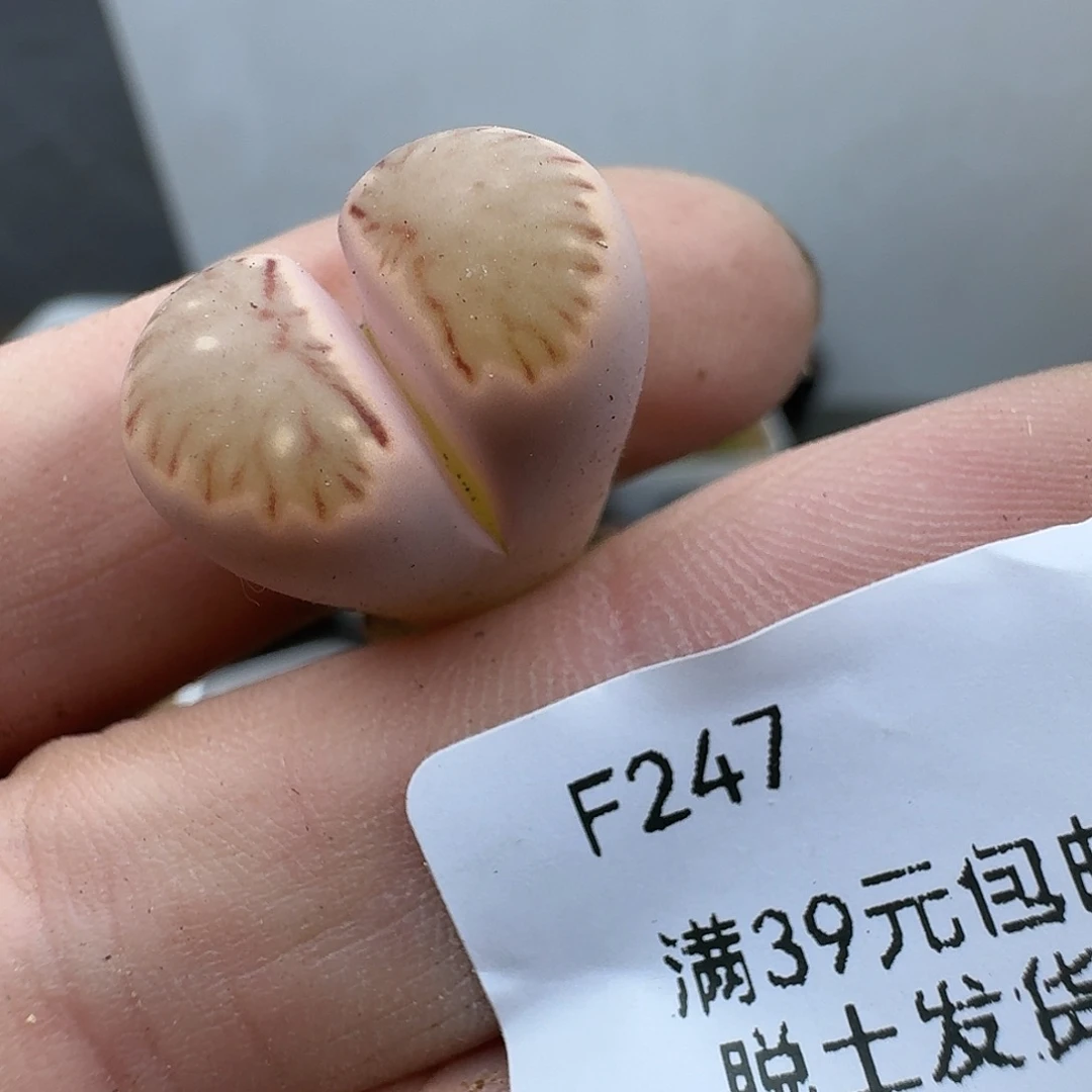 247多肉哈哈哈哈哈哈哈哈