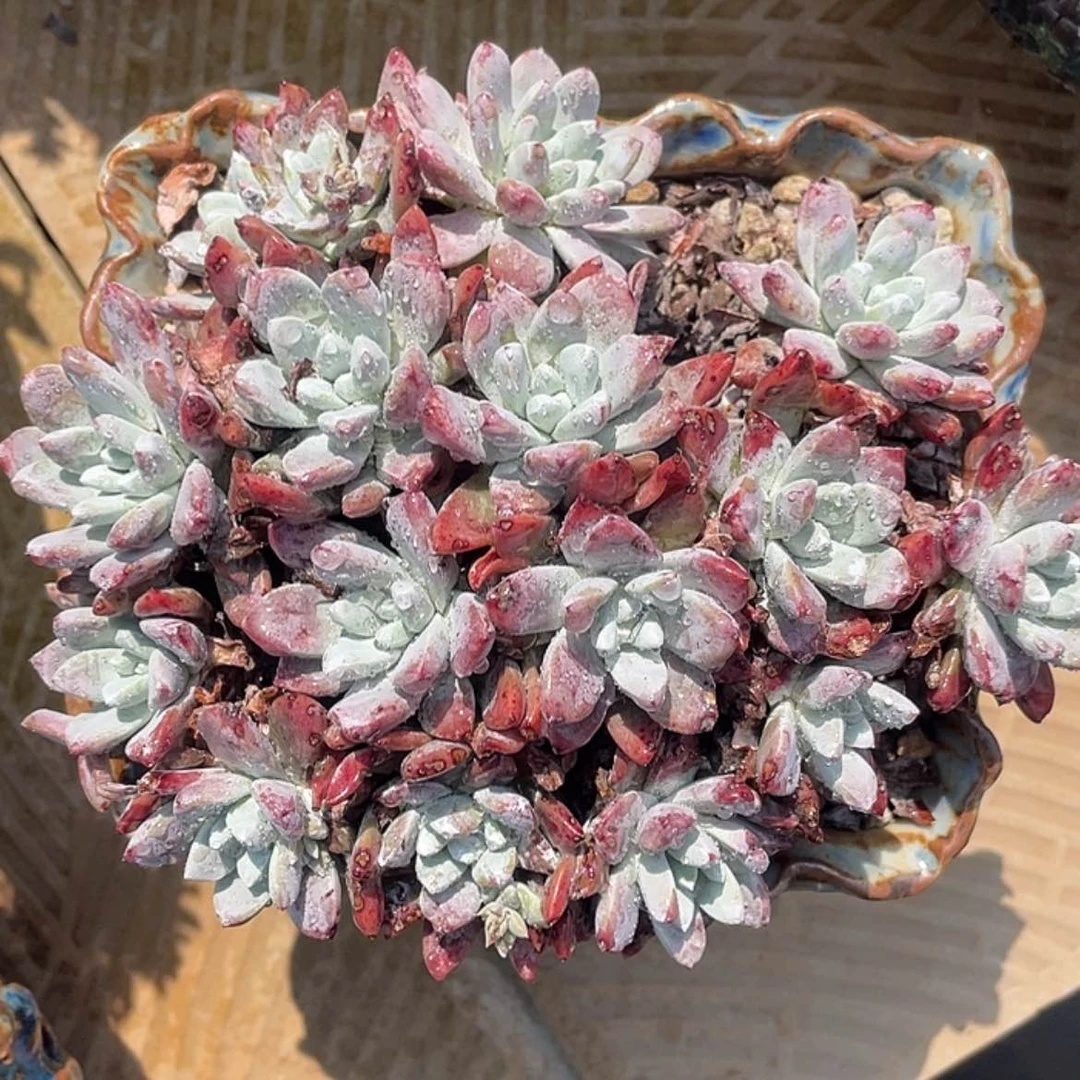 【闪购商品】丸叶泡芙